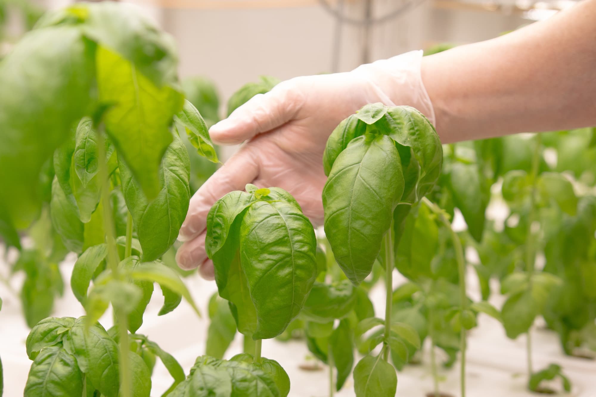sainosho_basil.jpg